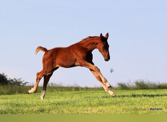 Brandenburg Warmblood, Stallion, Foal (03/2023), Chestnut-Red