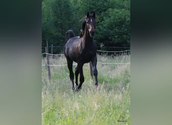 Brandenburgare (varmblod), Hingst, 1 år, Brun