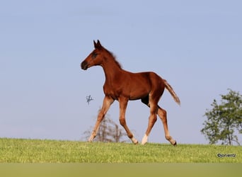 Brandenburgare (varmblod), Hingst, Föl (03/2023), fux