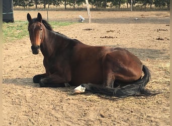 Brandenburger Warmblut, Stute, 14 Jahre, 164 cm, Brauner