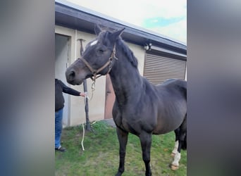 Brandenburger Warmblut, Stute, 18 Jahre, 165 cm, Dunkelbrauner