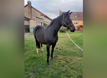 Brandenburger Warmblut, Stute, 18 Jahre, 165 cm, Dunkelbrauner