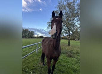 Brandenburger Warmblut, Stute, 20 Jahre, 160 cm, Brauner