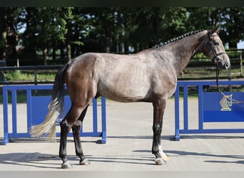 Brandenburger Warmblut, Wallach, 4 Jahre, 172 cm, Schimmel