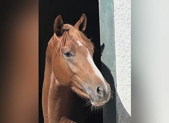 Brandenburger warmbloed, Hengst, 2 Jaar, 163 cm, Vos