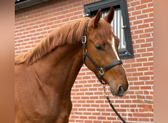 Brandenburger warmbloed, Hengst, 3 Jaar, 170 cm