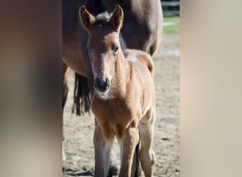 Brandenburger warmbloed, Hengst, , 174 cm, Donkerbruin