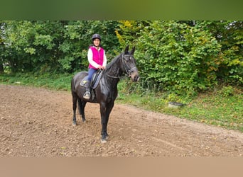 Brandenburger warmbloed, Merrie, 11 Jaar, 163 cm