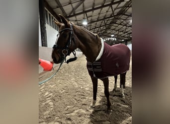 Brandenburger warmbloed, Merrie, 11 Jaar, 168 cm, Vos