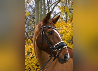 Brandenburger warmbloed, Merrie, 11 Jaar, 168 cm, Vos
