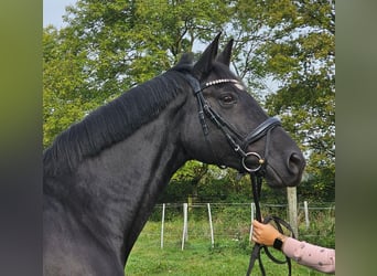 Brandenburger warmbloed, Merrie, 14 Jaar, 164 cm, Zwart