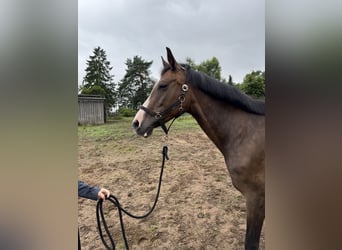 Brandenburger warmbloed, Merrie, 14 Jaar, 165 cm, Bruin