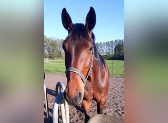 Brandenburger warmbloed, Merrie, 15 Jaar, 169 cm, Bruin