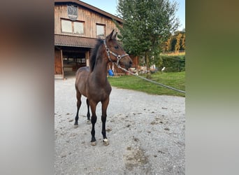 Brandenburger warmbloed, Merrie, 17 Jaar, 175 cm, Brauner