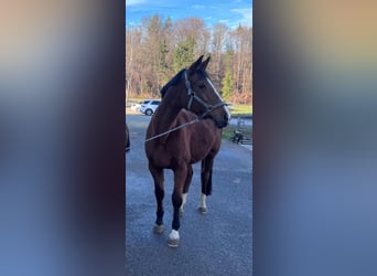 Brandenburger warmbloed, Merrie, 20 Jaar, 175 cm, Bruin
