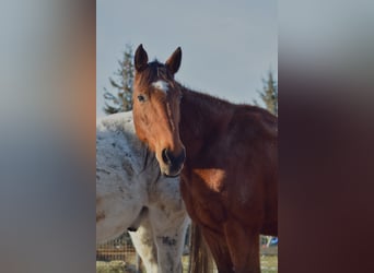 Brandenburger warmbloed, Merrie, 25 Jaar, 161 cm, Bruin