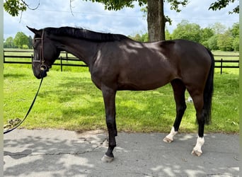 Brandenburger warmbloed, Merrie, 4 Jaar, 168 cm, Zwart