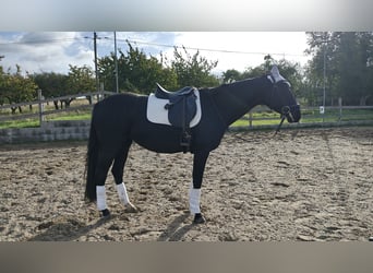 Brandenburger warmbloed, Merrie, 5 Jaar, 163 cm, Zwart