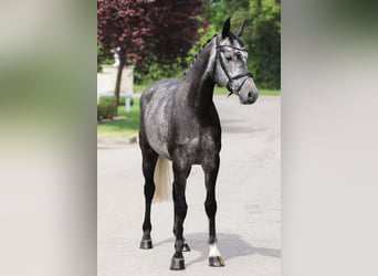 Brandenburger warmbloed, Merrie, 6 Jaar, 165 cm, Schimmel