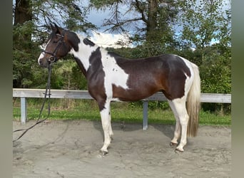 Brandenburger warmbloed, Merrie, 8 Jaar, 154 cm, Gevlekt-paard