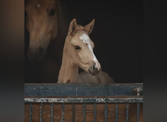Brandenburger warmbloed, Merrie, Veulen (04/2025), 168 cm, Palomino