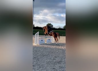 Brandenburger warmbloed, Ruin, 11 Jaar, Vos