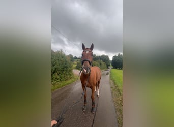 Brandenburger warmbloed, Ruin, 11 Jaar, Vos