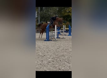 Brandenburger warmbloed, Ruin, 11 Jaar, Vos