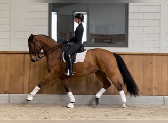 Brandenburger warmbloed, Ruin, 13 Jaar, 170 cm, Roodbruin
