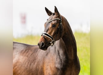 Brandenburger warmbloed, Ruin, 4 Jaar, 168 cm, Bruin