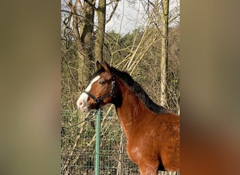 Brandenburger warmbloed, Ruin, 5 Jaar, 160 cm, Bruin