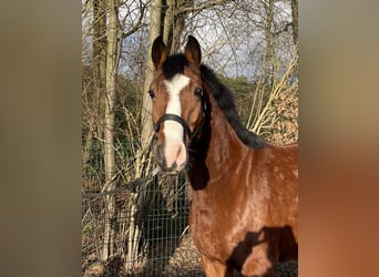 Brandenburger warmbloed, Ruin, 5 Jaar, 160 cm, Bruin