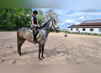Brandenburger warmbloed, Ruin, 5 Jaar, 162 cm, Zwartschimmel