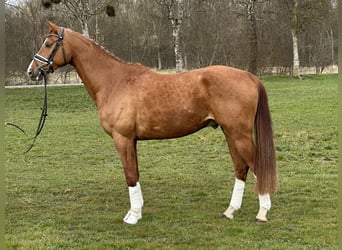 Brandenburger warmbloed, Ruin, 5 Jaar, 168 cm, Vos