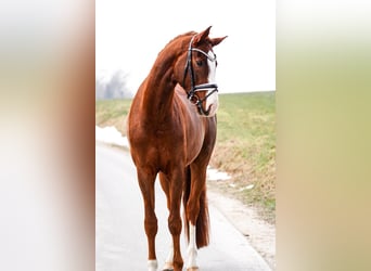 Brandenburger warmbloed, Ruin, 5 Jaar, 173 cm, Vos