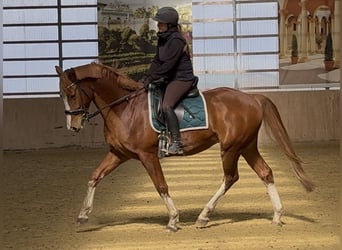 Brandenburger warmbloed, Ruin, 6 Jaar, 165 cm, Vos