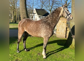 Brandenburger warmbloed, Ruin, 6 Jaar, 167 cm, Schimmel