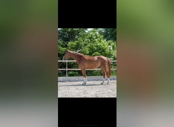 Brandenburger warmbloed, Ruin, 8 Jaar, 172 cm, Vos