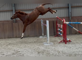 Brandenburger Warmblut, Hengst, 3 Jahre, 170 cm