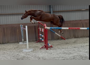 Brandenburger Warmblut, Hengst, 3 Jahre, 170 cm