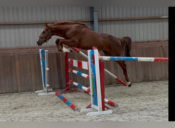 Brandenburger Warmblut, Hengst, 3 Jahre, 170 cm