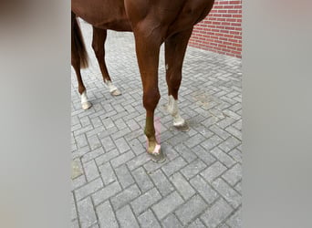 Brandenburger Warmblut, Hengst, 3 Jahre, 170 cm