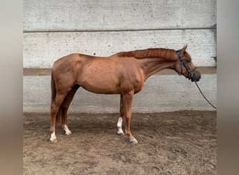 Brandenburger Warmblut, Hengst, 3 Jahre, 170 cm