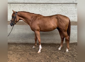 Brandenburger Warmblut, Hengst, 3 Jahre, 170 cm