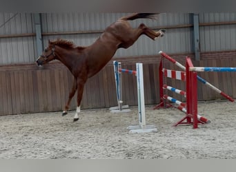 Brandenburger Warmblut, Hengst, 3 Jahre, 170 cm