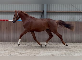 Brandenburger Warmblut, Hengst, 3 Jahre, 170 cm
