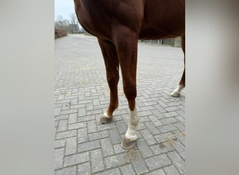 Brandenburger Warmblut, Hengst, 3 Jahre, 170 cm
