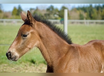 Brandenburger Warmblut, Hengst, , 174 cm, Dunkelbrauner