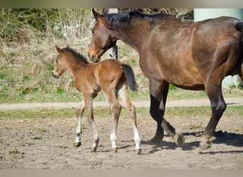 Brandenburger Warmblut, Hengst, , 174 cm, Dunkelbrauner