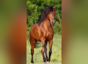 Brandenburger Warmblut, Stute, 11 Jahre, 168 cm, Brauner